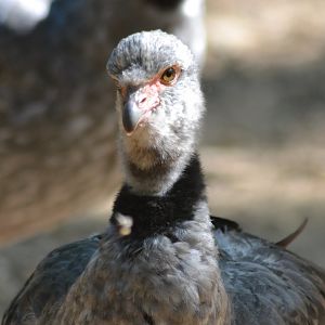 Southern screamer - Chauna torquata