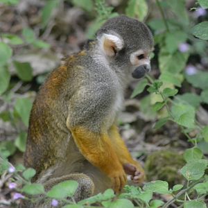 Peruvian squirrel Monkey - Saimiri boliviensis peruviensis