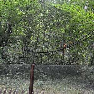 Golden lion tamarin & emperor tamarin exhibition