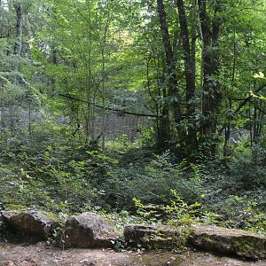Golden lion tamarin & emperor tamarin exhibition