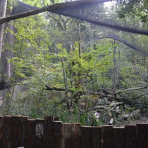 White-faced saki, Goeldi's Monkey & Golden-faced Lion tamarin enclosure