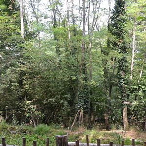 Southern Pudu & Squirrel monkey enclosure