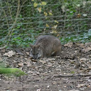 Parma wallaby - Notamacropus parma