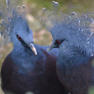 Victoria crowned-pigeon - Goura victoria