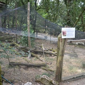 Bettong enclosure