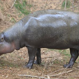 Pygmy hippopotamus - Choeropsis liberiensis