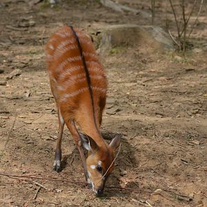 Western Sitatunga - Tragelaphus gratus