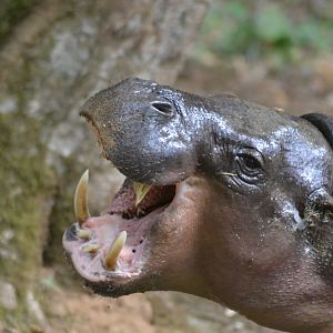 Pygmy hippopotamus - Choeropsis liberiensis
