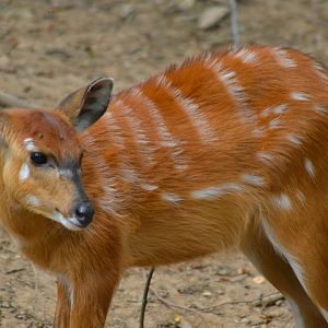 Western Sitatunga - Tragelaphus gratus
