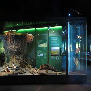 Baltic sea exposition