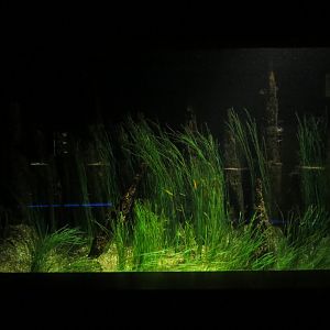 Sea grass tank