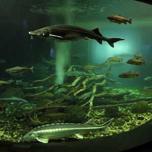 Sturgeon tank