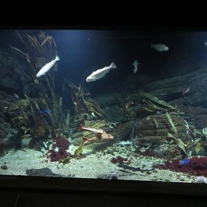 Ray & small shark tank