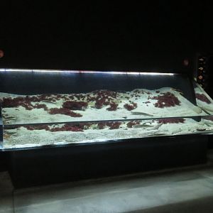 Sandy shore tank