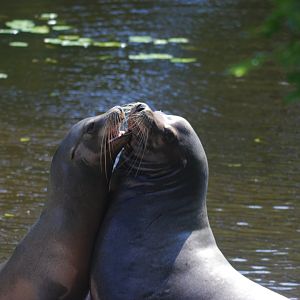 California sea lions Xiho and Teun