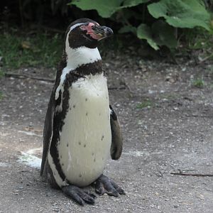 Humboldt penguin