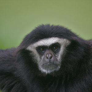 Gibbon Zhantee