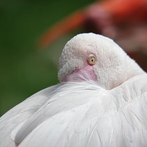 Hybrid flamingo