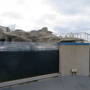 Humboldt Penguin enclosure