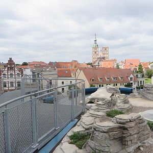 Penguin enclosure with a view