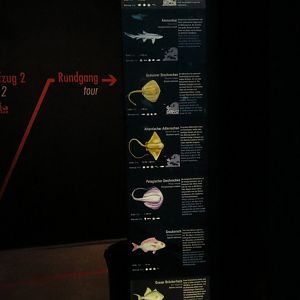 Species signage - Atlantic tank