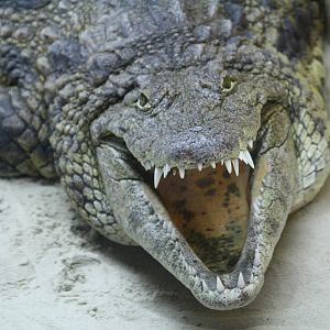 Nile crocodile