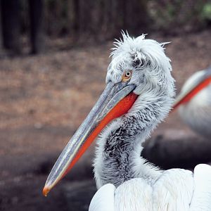 Dalmatian pelican