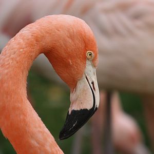 Hybrid flamingo