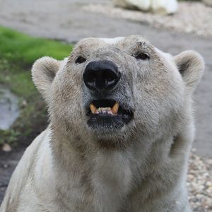 Polar bear Felix