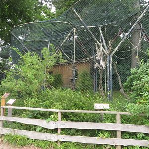 Second Pileated Gibbon cage