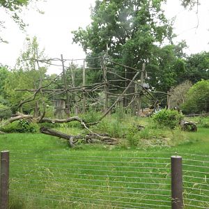 Yellow-breasted Capuchin enclosure