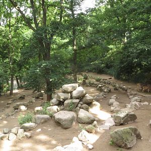 Barbary Sheep enclosure