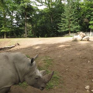 Rhino male enclosure
