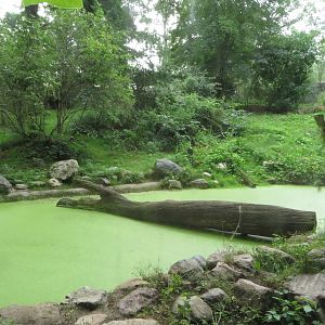 Siberian Tiger main enclosure
