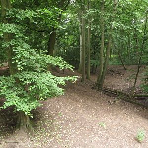 Wild Boar and Roe Deer enclosure