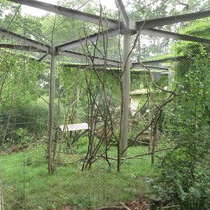 Squirrel Monkey & St. Vincent Agouti outdoor cage