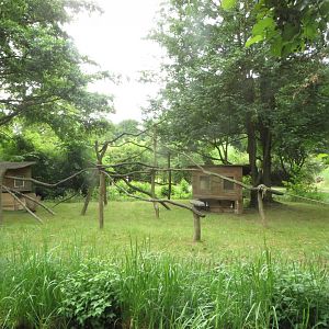 Ring-tailed Lemur island