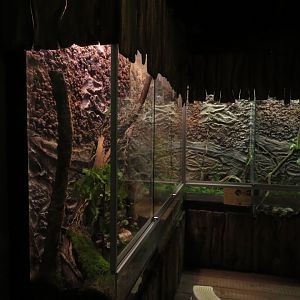 part of Amphibian house