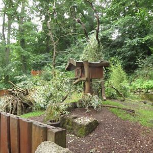 N-American Tree Porcupine enclosure