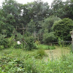 Pileated Gibbon island