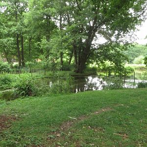 White-naped Crane enclosure
