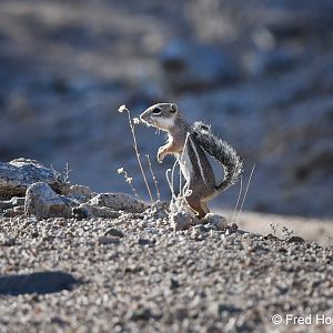 Harris Ground Squirrel