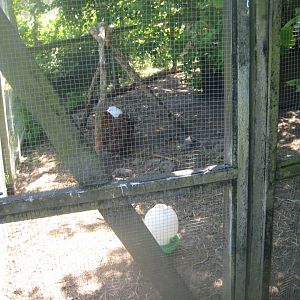 Økologiens Have - Suburban garden - Chicken exhibit