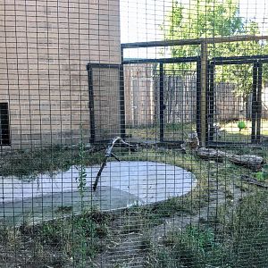 Giant Anteater Outdoor Yards