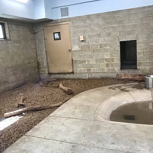 Giant Anteater Dayroom