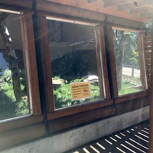 Steller's Sea Eagle Viewing