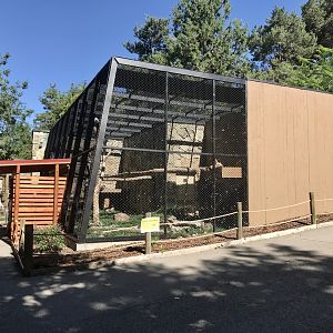 Steller's Sea Eagle Exhibit