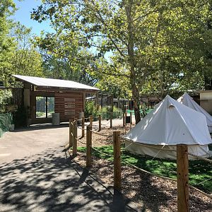 Gorongosa Exhibit - Painted Dog Viewing