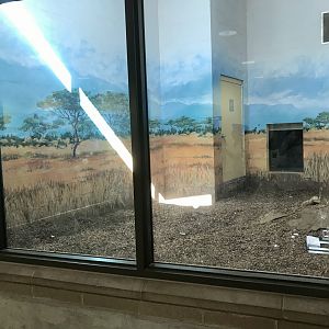 Gorongosa Exhibit - Striped Hyena Dayroom