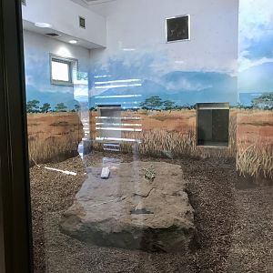 Gorongosa Exhibit - Painted Dog Dayroom